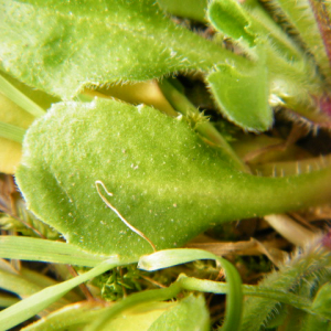 Photographie n°2470889 du taxon Bellis perennis L. [1753]