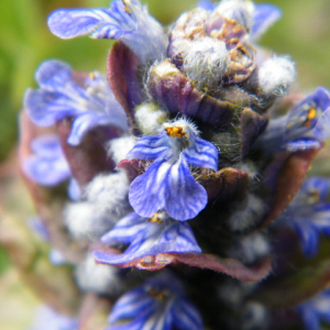 Photographie n°2470892 du taxon Ajuga reptans L. [1753]