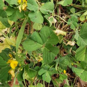 Photographie n°2470915 du taxon Medicago arabica (L.) Huds. [1762]