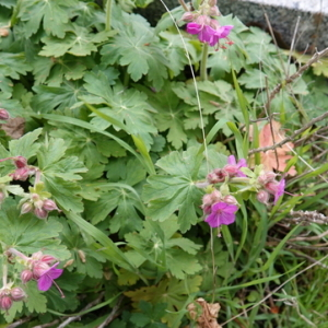 Photographie n°2470921 du taxon Geranium macrorrhizum L.