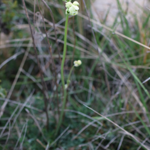 Photographie n°2470928 du taxon Thalictrum tuberosum L. [1753]