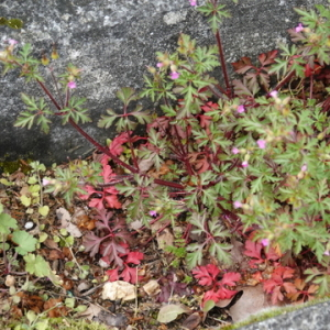 Photographie n°2470938 du taxon Geranium purpureum Vill. [1786]