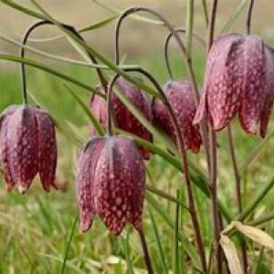  - Fritillaria meleagris L.