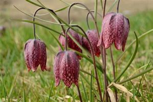 Charbonnier FRANCOISE, le 31 mars 2021 (Ouroux-sur-Saône (prairie humide sentier botanique))