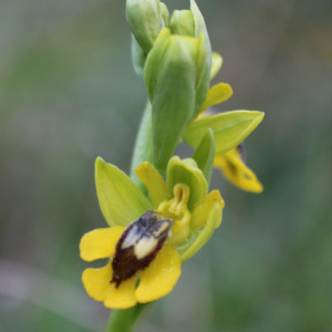 Photographie n°2470982 du taxon Ophrys lutea subsp. lutea 