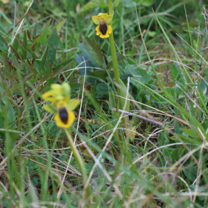 Photographie n°2470983 du taxon Ophrys lutea subsp. lutea 