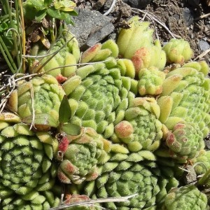 Photographie n°2471011 du taxon Sempervivum montanum L. [1753]