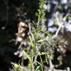 Photographie n°2471029 du taxon Pseudoturritis turrita (L.) Al-Shehbaz [2005]