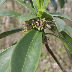 Photographie n°2471037 du taxon Daphne laureola L. [1753]