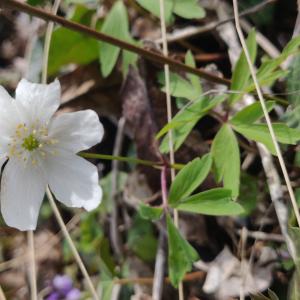 Photographie n°2471039 du taxon Anemone nemorosa L. [1753]