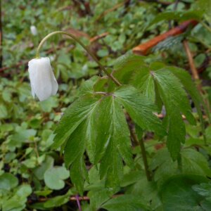 Photographie n°2471045 du taxon Anemone nemorosa L. [1753]