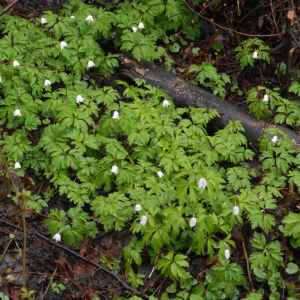 Photographie n°2471047 du taxon Anemone nemorosa L. [1753]