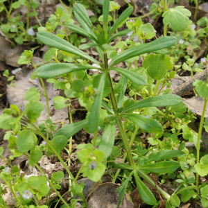 Photographie n°2471050 du taxon Galium aparine L. [1753]