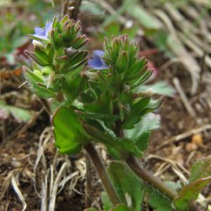 Photographie n°2471058 du taxon Veronica arvensis L.