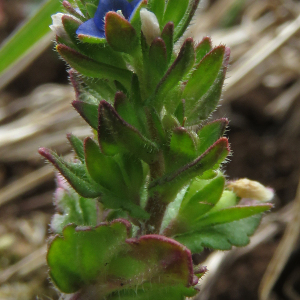 Photographie n°2471061 du taxon Veronica arvensis L.