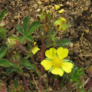 Photographie n°2471064 du taxon Potentilla verna L.