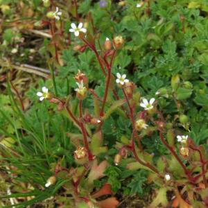 Photographie n°2471066 du taxon Saxifraga tridactylites L.