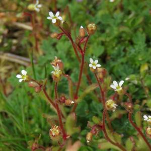 Photographie n°2471067 du taxon Saxifraga tridactylites L.