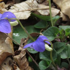 Photographie n°2471068 du taxon Viola riviniana Rchb.