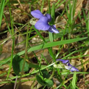 Photographie n°2471069 du taxon Viola riviniana Rchb.