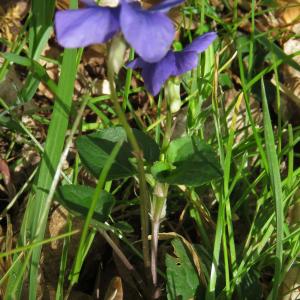 Photographie n°2471070 du taxon Viola riviniana Rchb.