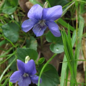 Photographie n°2471071 du taxon Viola riviniana Rchb.
