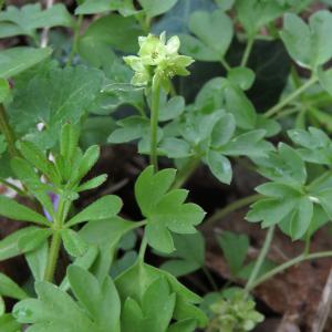 Photographie n°2471076 du taxon Adoxa moschatellina L.