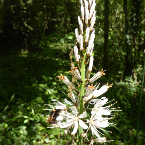 Photographie n°2471103 du taxon Asphodelus albus Mill. [1768]