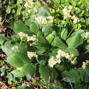 Photographie n°2471114 du taxon Primula elatior subsp. elatior