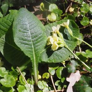 Photographie n°2471115 du taxon Primula elatior subsp. elatior