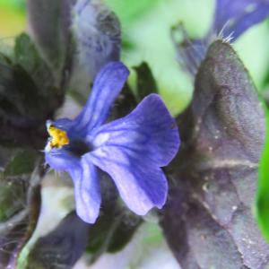 Photographie n°2471117 du taxon Ajuga reptans L. [1753]