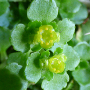 Photographie n°2471131 du taxon Chrysosplenium oppositifolium L. [1753]