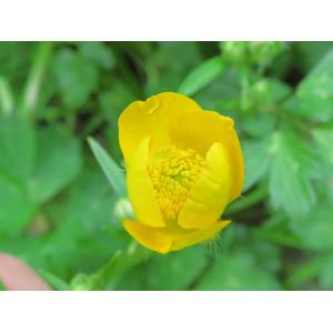 Ranunculus flammula var. reptans (L.) Rouy & Foucaud