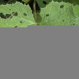 Photographie n°2471153 du taxon Petasites hybridus (L.) G.Gaertn., B.Mey. & Scherb. [1801]