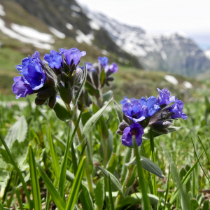 Pulmonaria australis (Murr) W.Sauer (Pulmonaire à feuilles étroites)