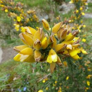 Photographie n°2471172 du taxon Ulex europaeus L.