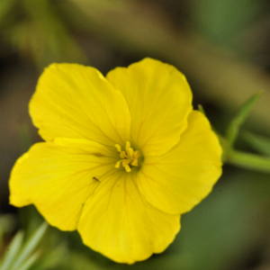 Photographie n°2471177 du taxon Linum campanulatum L. [1753]