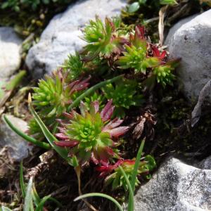 Photographie n°2471201 du taxon Saxifraga praetermissa D.A.Webb [1963]