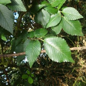  - Ulmus minor subsp. minor