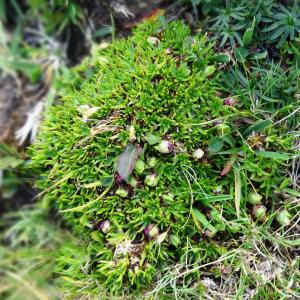 Photographie n°2471225 du taxon Minuartia sedoides (L.) Hiern [1899]