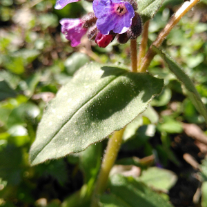 Photographie n°2471241 du taxon Pulmonaria L.