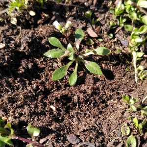 Photographie n°2471243 du taxon Draba verna L.