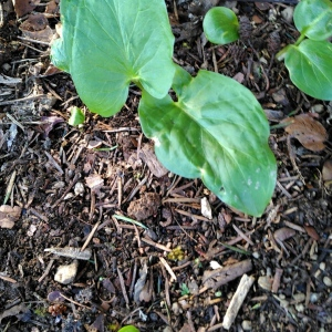 Photographie n°2471247 du taxon Arum maculatum L.