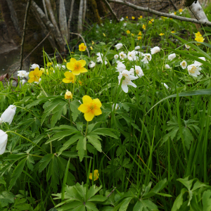 Photographie n°2471256 du taxon Anemone ranunculoides L. [1753]