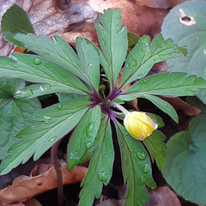 Photographie n°2471264 du taxon Anemone ranunculoides L. [1753]