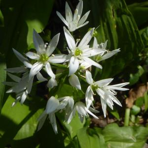 Photographie n°2471281 du taxon Allium ursinum L. [1753]