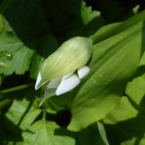 Photographie n°2471283 du taxon Allium ursinum L. [1753]