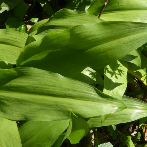 Photographie n°2471284 du taxon Allium ursinum L. [1753]