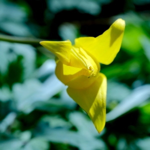 Photographie n°2471296 du taxon Tulipa sylvestris L. [1753]