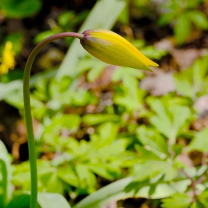 Photographie n°2471298 du taxon Tulipa sylvestris L. [1753]